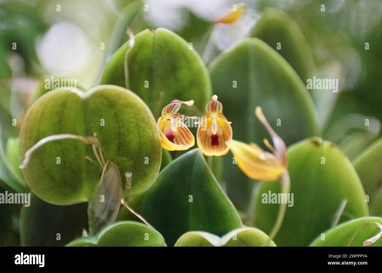 Closeup of the tiny yellow and red flowers of Restrepia nittiorhyncha orchids Stock Photo