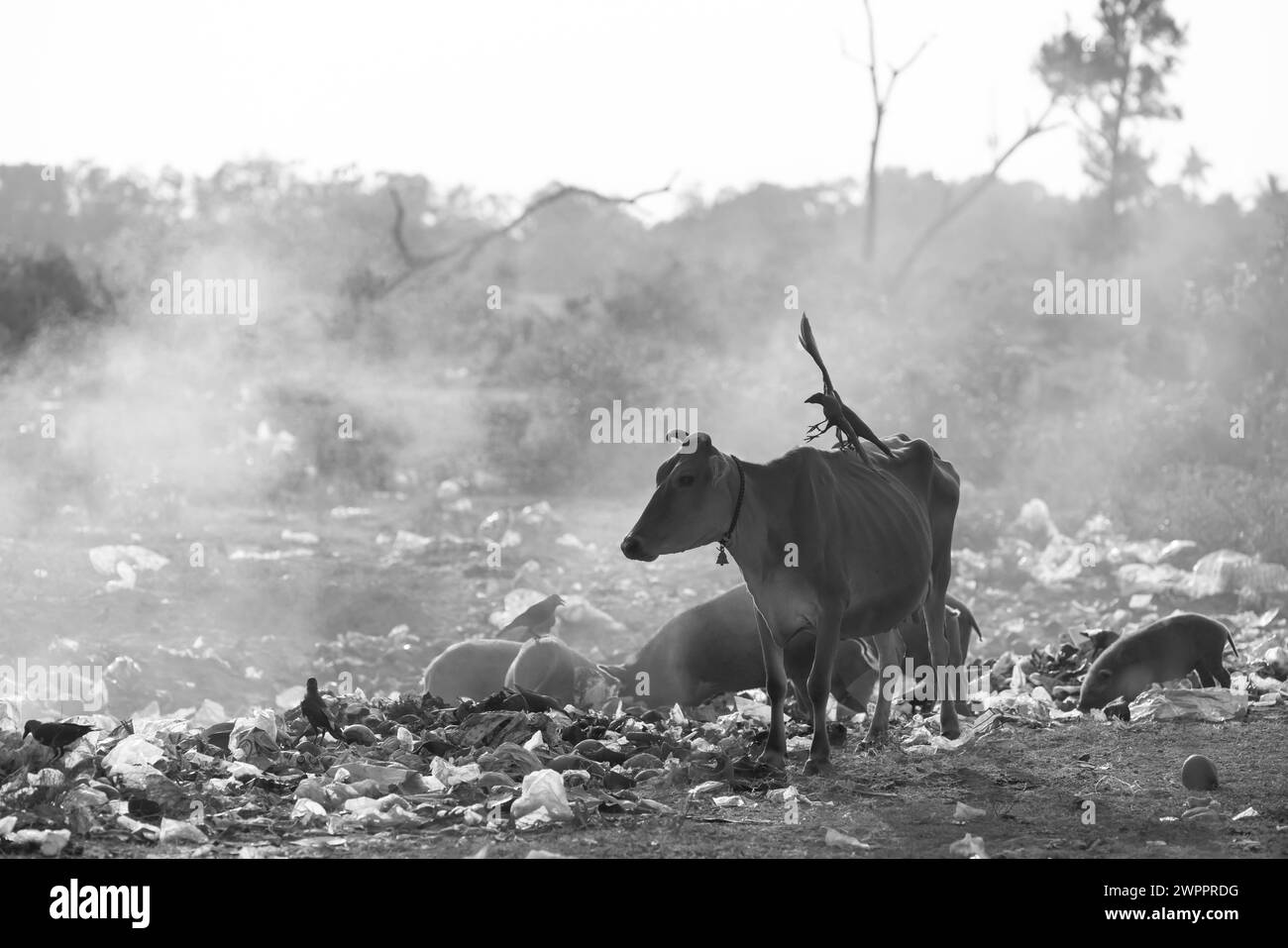 Cattle and pigs grazing among burning plastic at rubbish dump Waste and Garbage Dumping Site.  Stock Photo