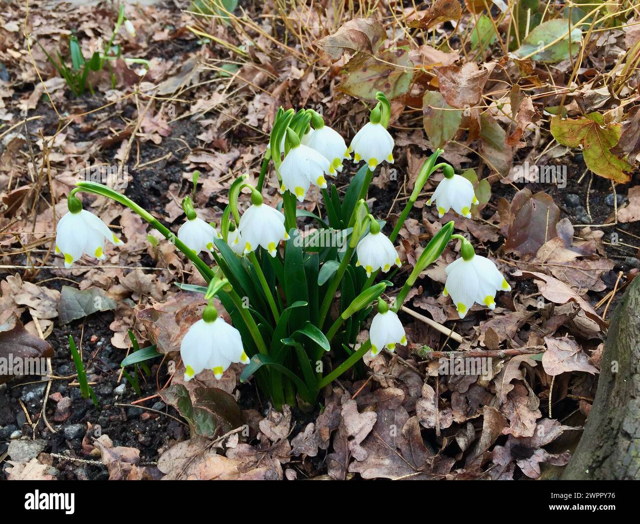 Group of flowering white Spring snowflakes among brown fall leaves outdoors in early spring in Sweden. Stock Photo
