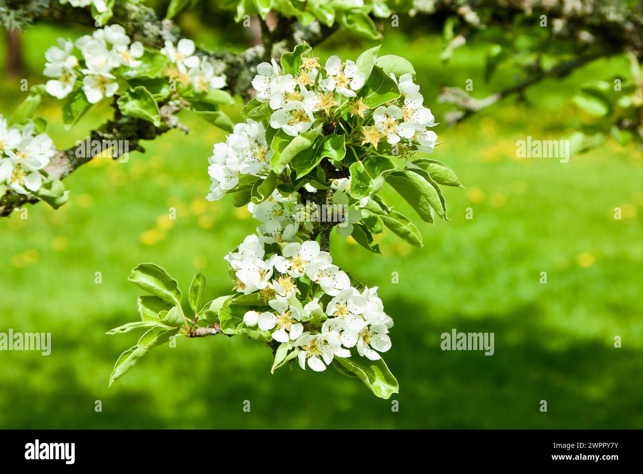 Close-up of branch with pear blossom in spring. Stock Photo