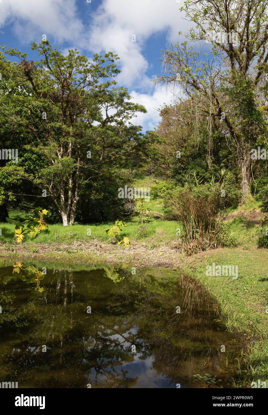 Pretty pond and tropical forest in St. Elena Costa Rica Stock Photo