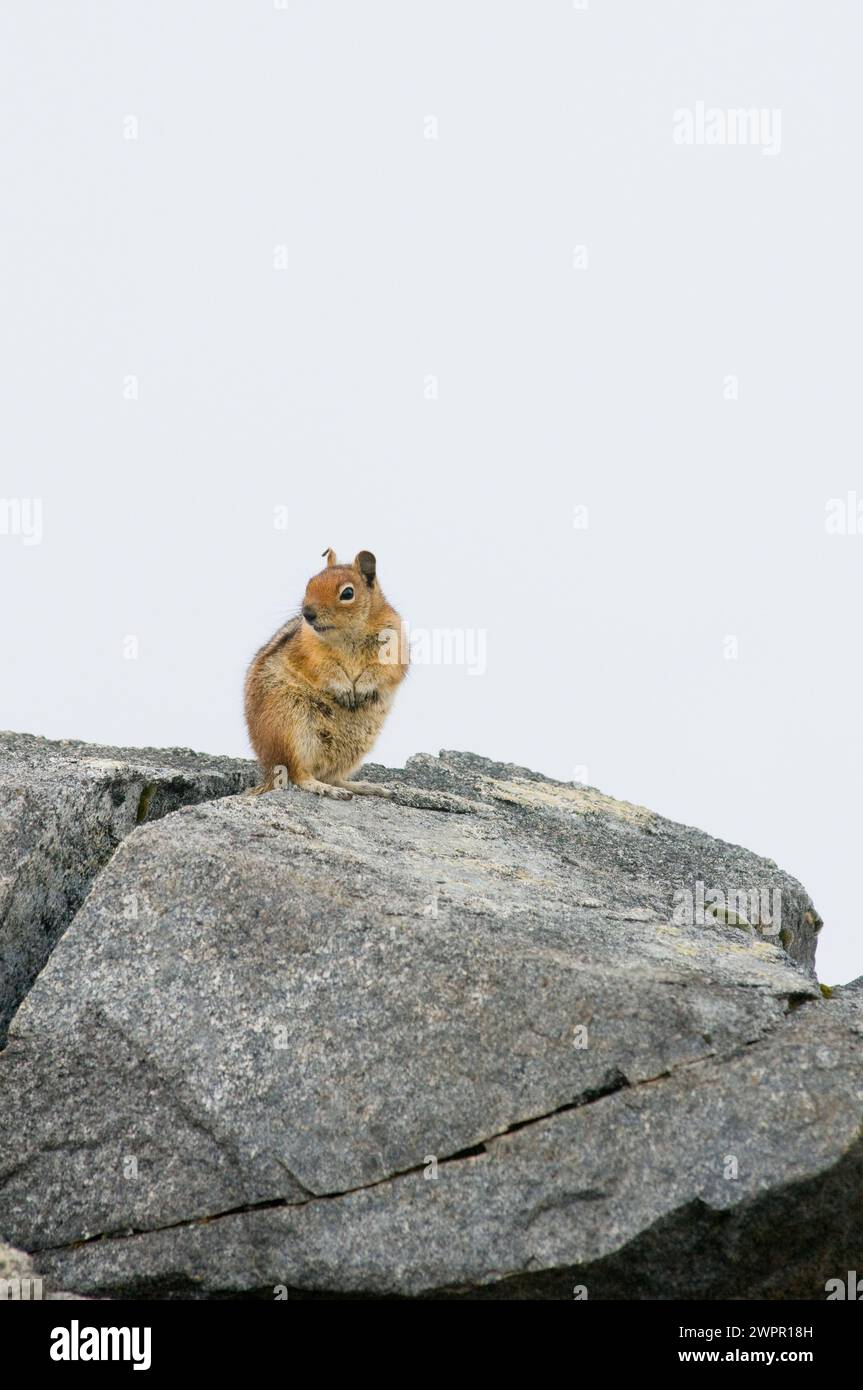 Cascade Golden-Mantled ground squirrel Spermophilus townsendii along