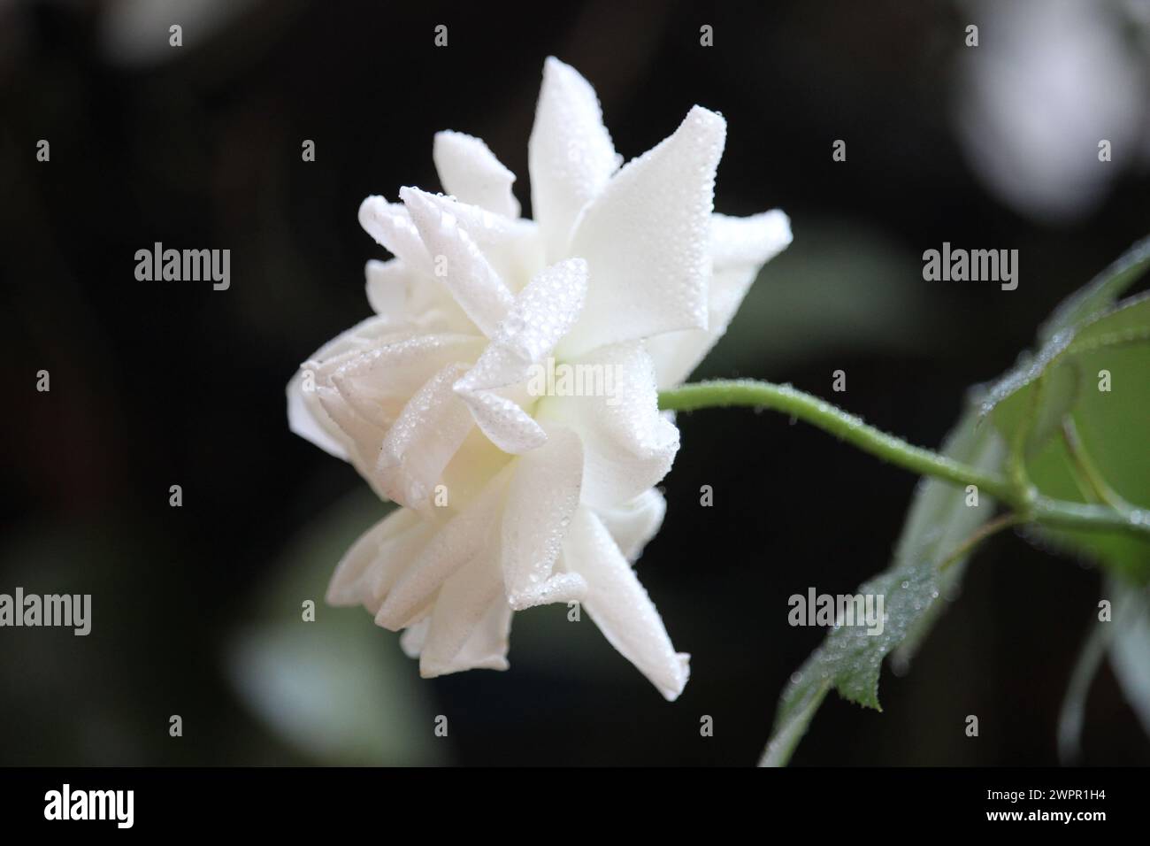 close up of white roses with a blurry background Stock Photo - Alamy