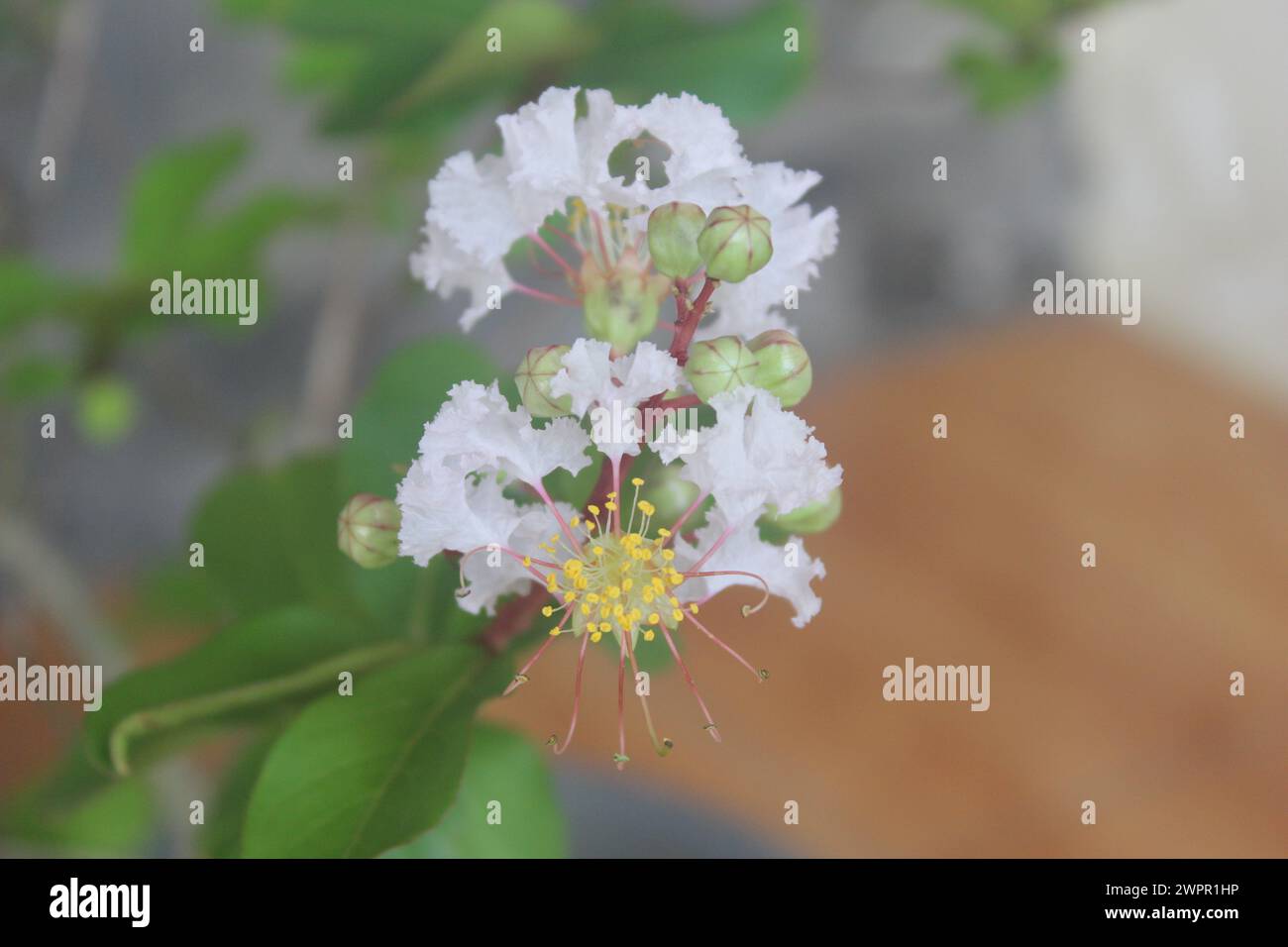 Close up White crepe myrtle  or lagerstroemia indica L. Flower blooming with blurred background Stock Photo