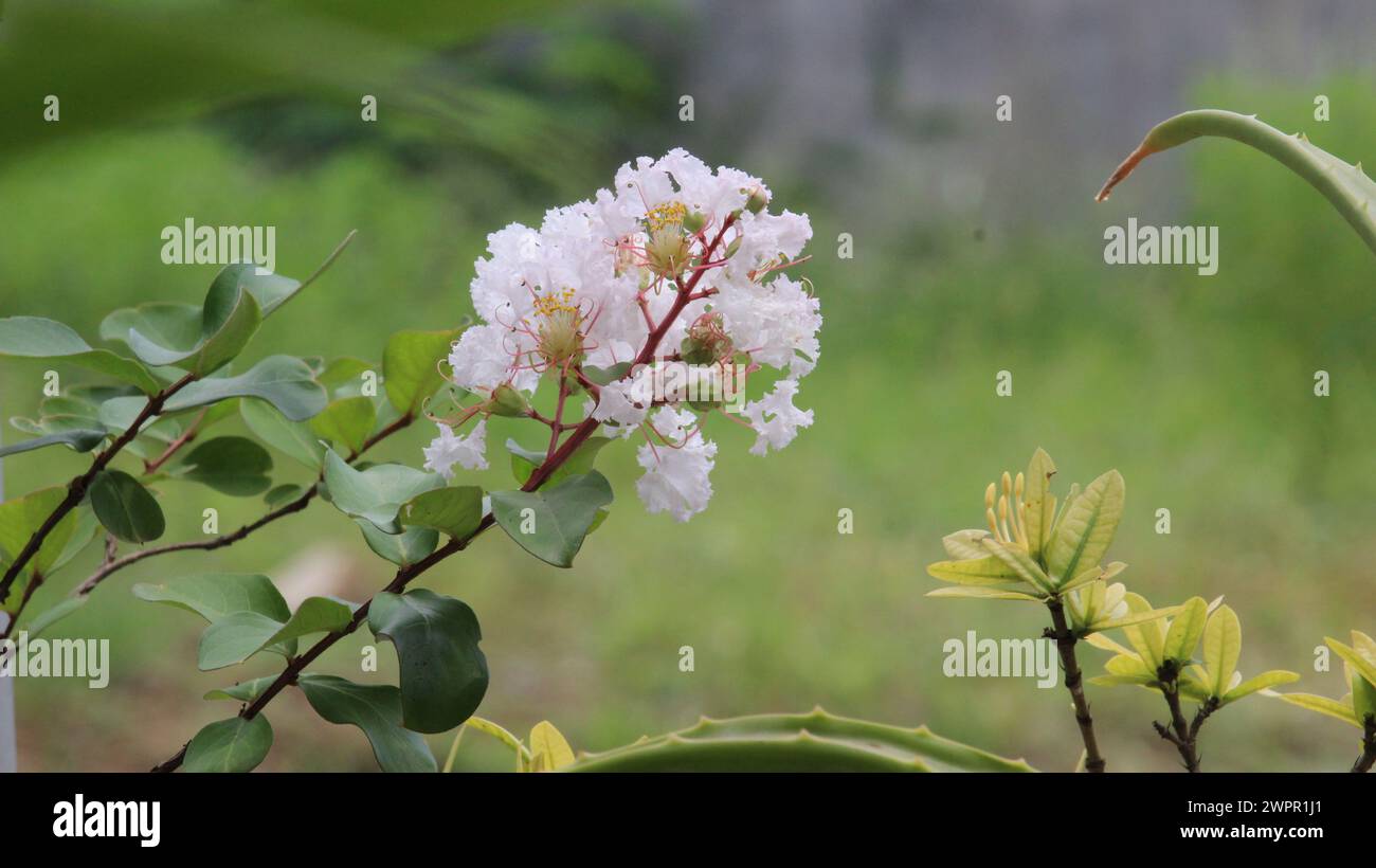 Close up White crepe myrtle  or lagerstroemia indica L. Flower blooming with blurred background Stock Photo