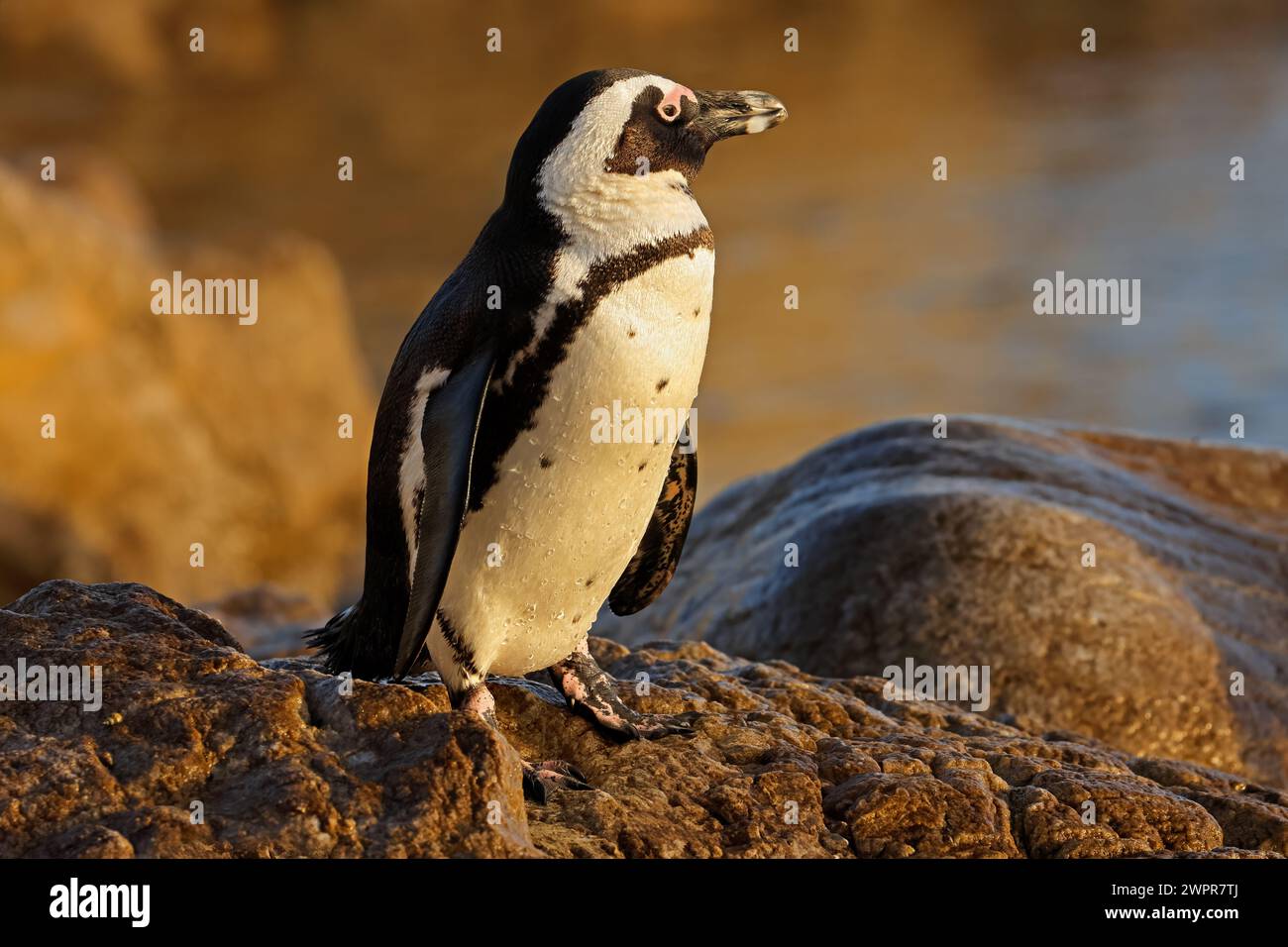 An African penguin (Spheniscus demersus) sitting on a coastal rock, South Africa Stock Photo