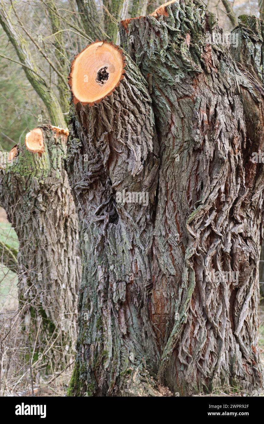 Heavily pruned trees hi-res stock photography and images - Alamy
