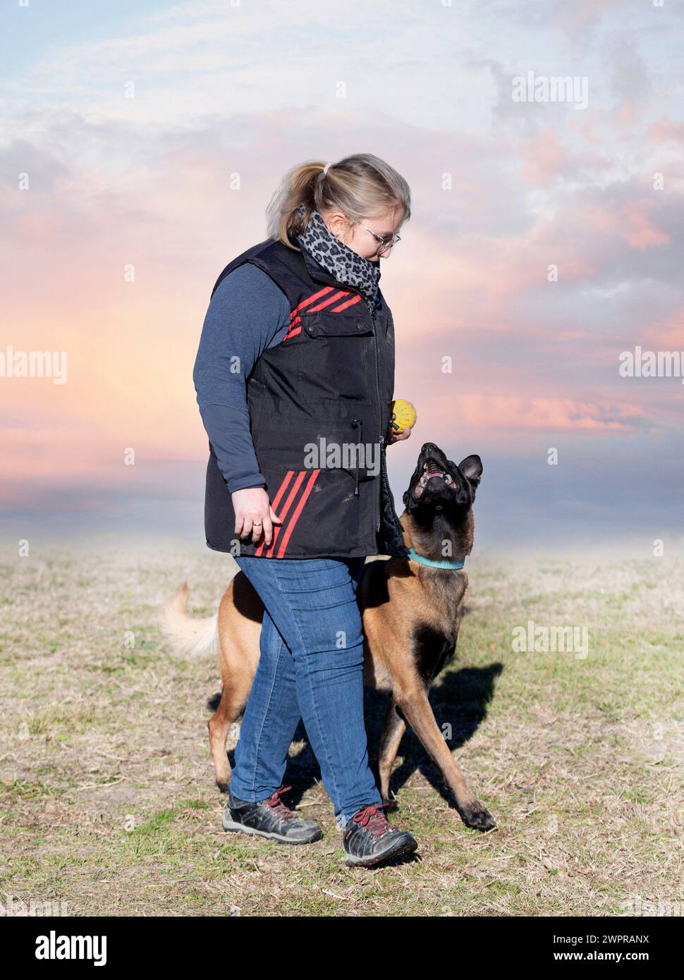 malinois  training  for obedience discipline in the nature Stock Photo