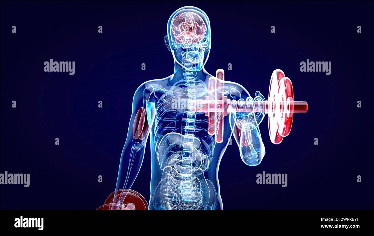 Man doing biceps curls, illustration Stock Photo - Alamy
