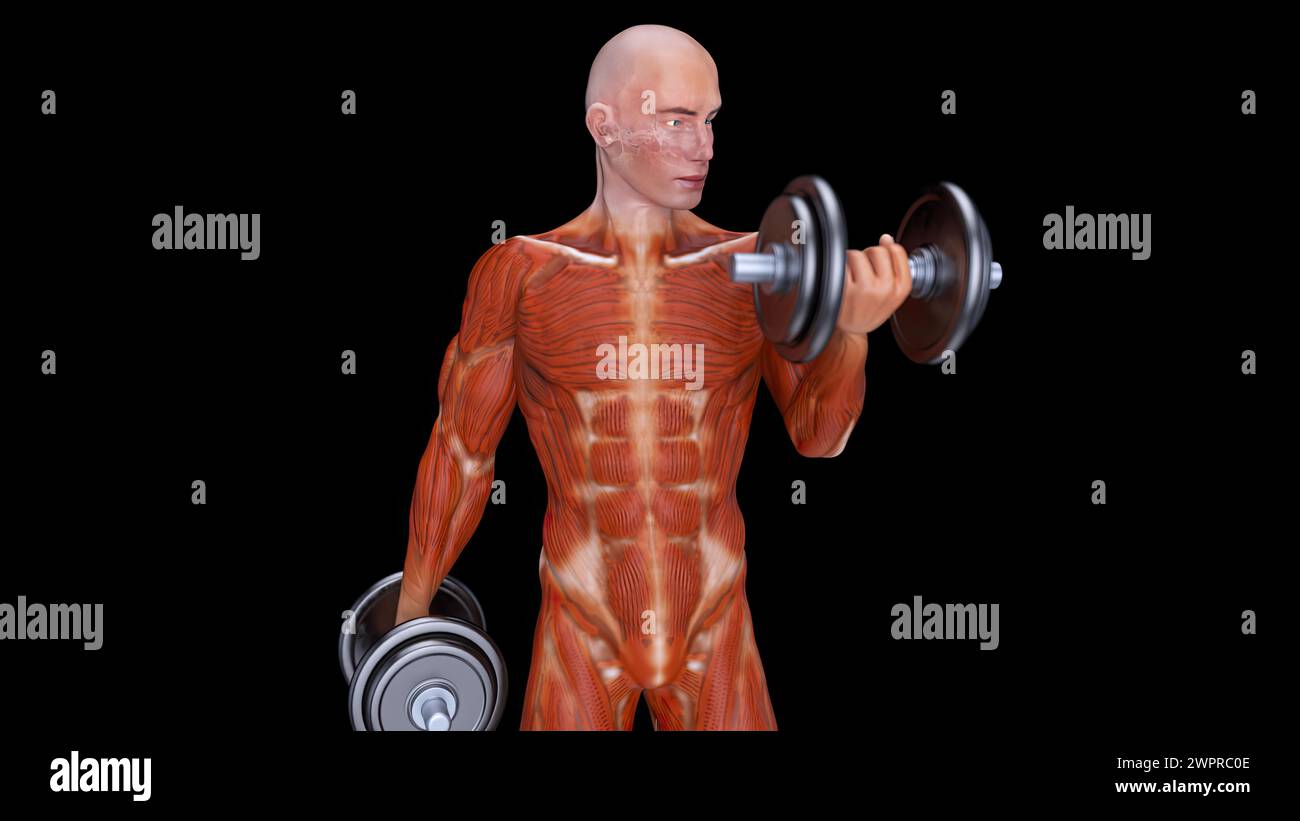 Illustration Of A Man Doing A Barbell Biceps Curl From