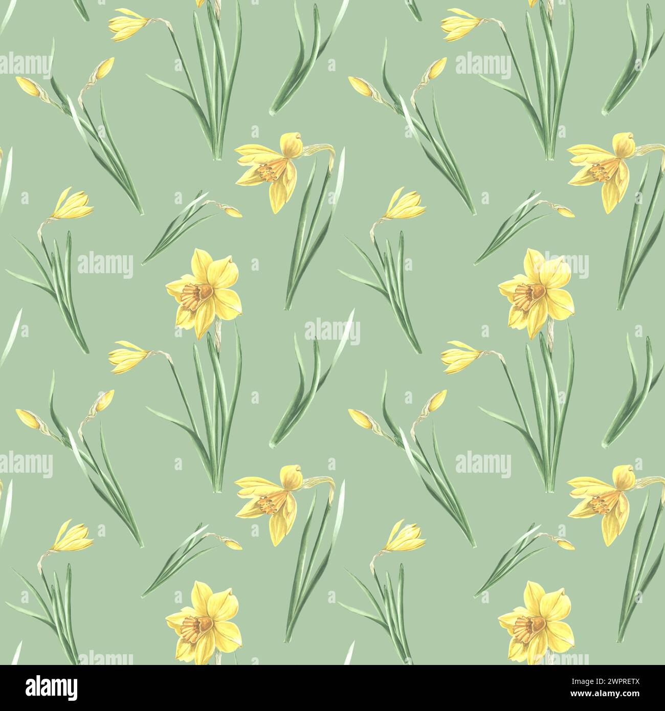 Seamless pattern from yellow daffodils with leaves on green background. Hand drawn watercolor illustration garden spring narcissus. Template for fabri Stock Photo