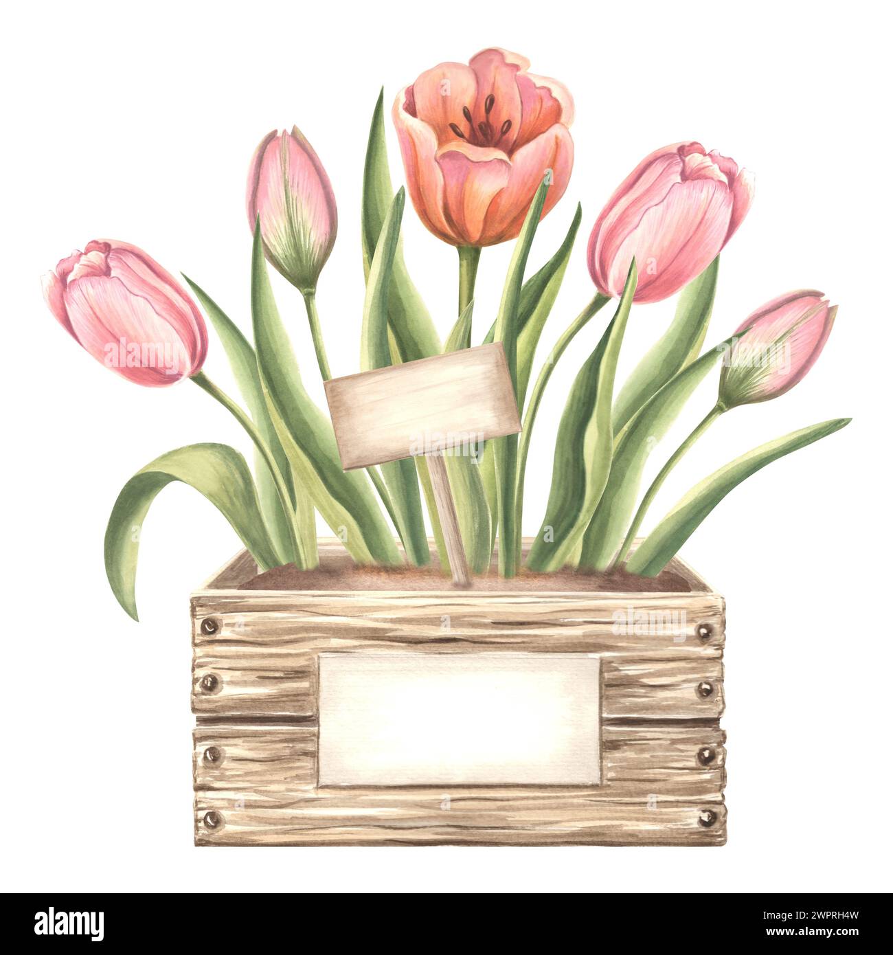 Tulips with leaves in wooden box with label. Spring garden flower. Isolated hand drawn watercolor botanical illustration. Floral drawing template for Stock Photo