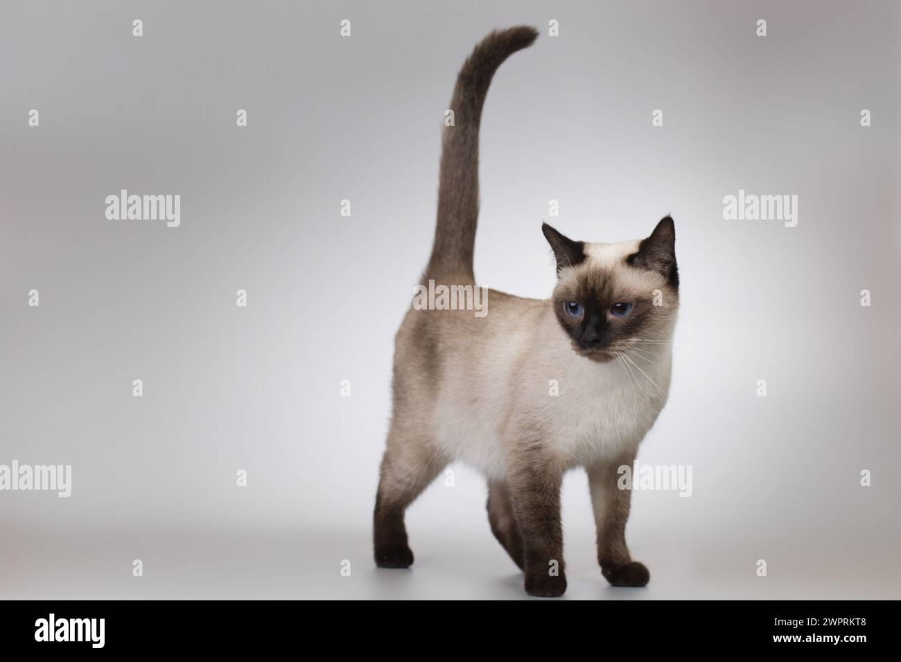 Nice female kitten of Thai cat posing on background in studio Stock Photo