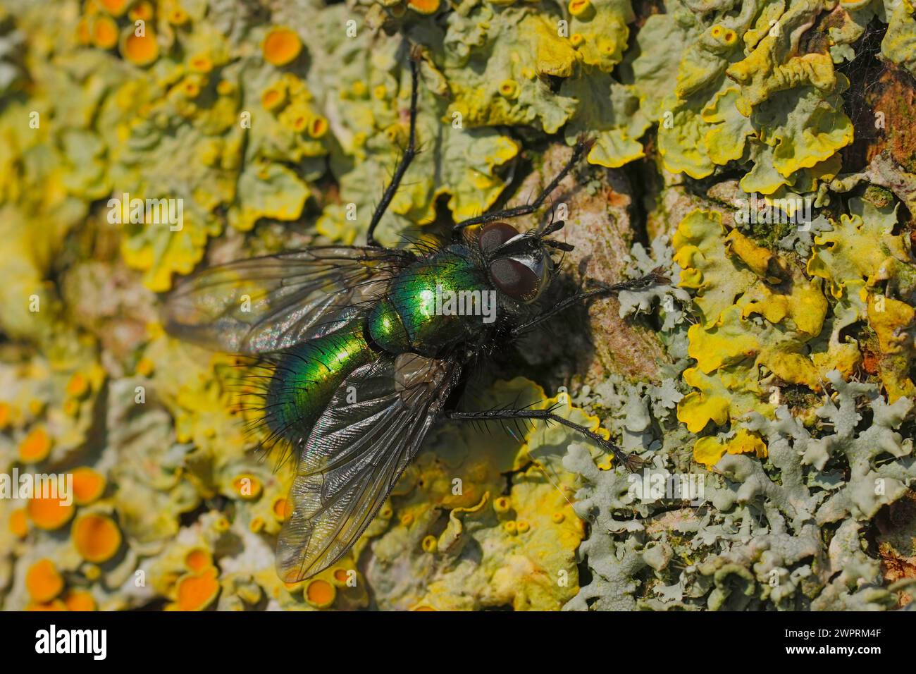 Detailed closeup on a European metallic green tachinid fly, Gymnocheta viridis, warming up at the bark of a tree Stock Photo