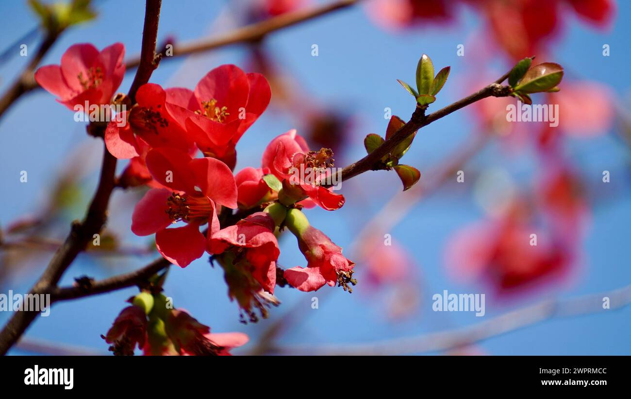 Chinese quince blossom in spring. Red Japanese quince blooms in springtime. Red flowers of Chaemnomeles superba Rowallane quince on blue sky. Stock Photo