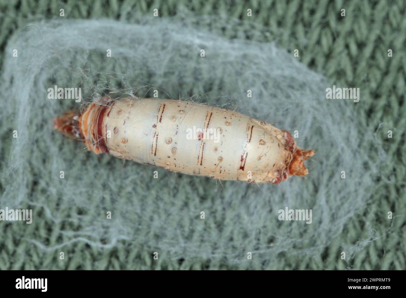 Butterfly, moth caterpillar parasitized and killed by parasitoid ...