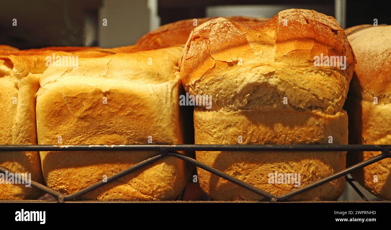 Freshly baked White Farmhouse Bread on a shelf at a Supermarket bakery in Sprowston, Norfolk, England, United Kingdom. Stock Photo