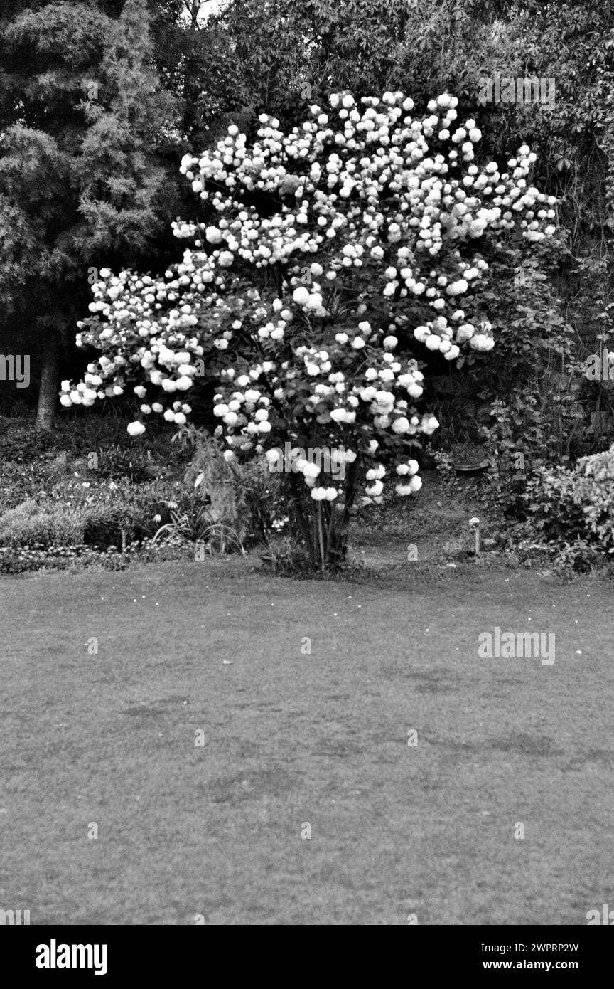 Exotic flowering tree, Hotel Dar-Es-Salam, Srinagar, Kashmir, Jammu and Kashmir, India, Asia Stock Photo