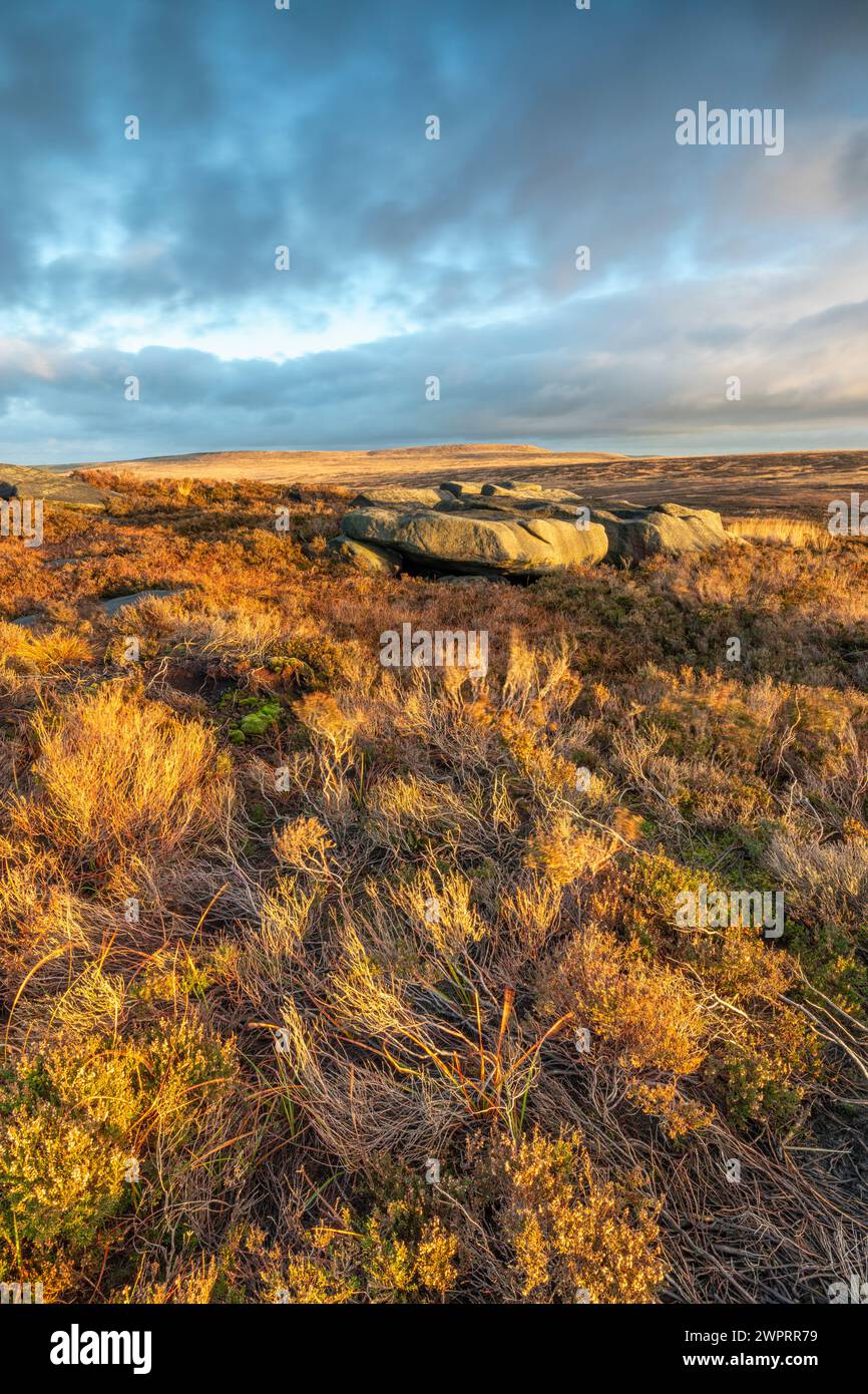 moorland grasses and rocks at sunset on the moorland above habden bridge in the pennine hills of west yorkshire Stock Photo