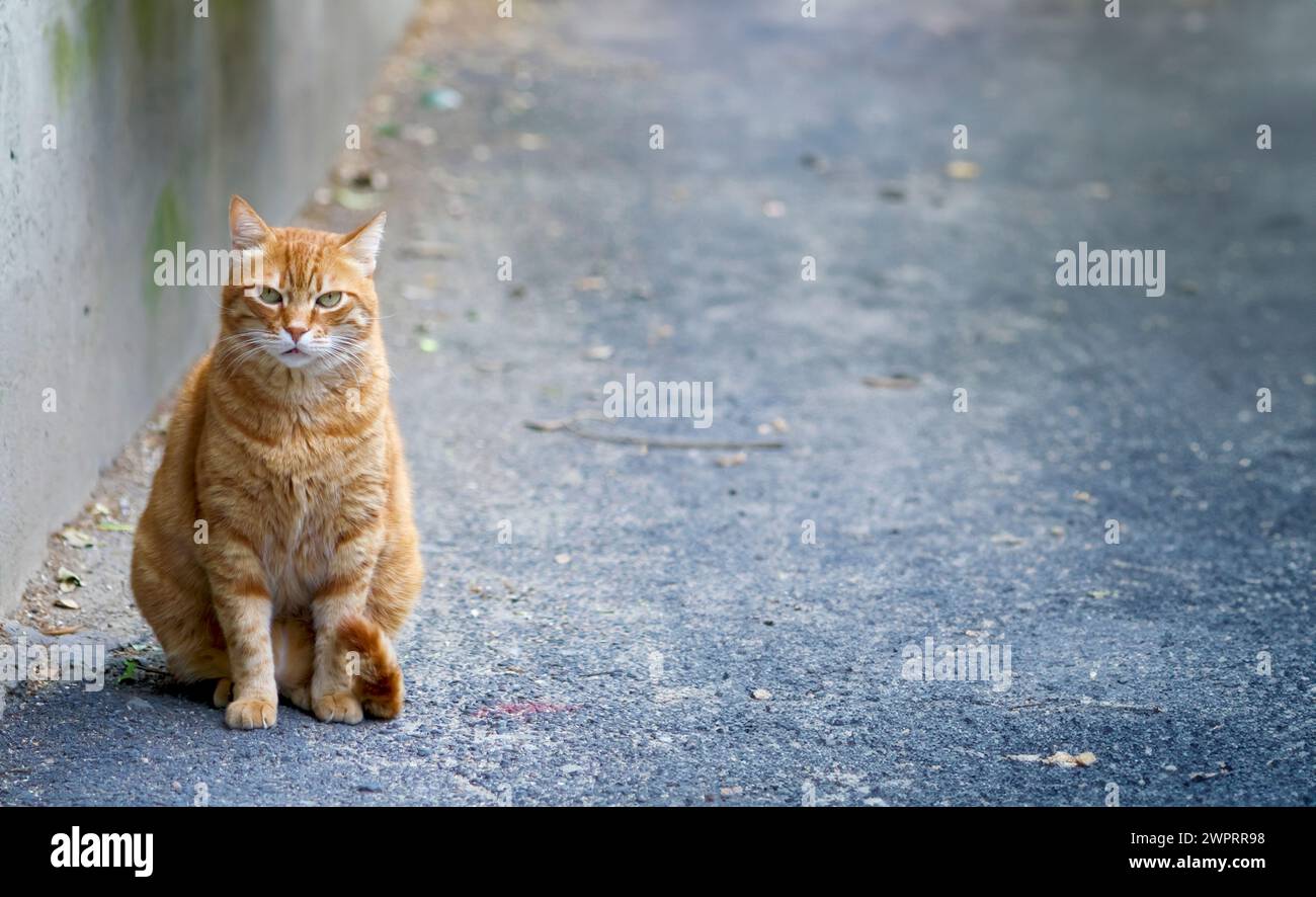 Orange tabby cat sitting white hi-res stock photography and images - Alamy