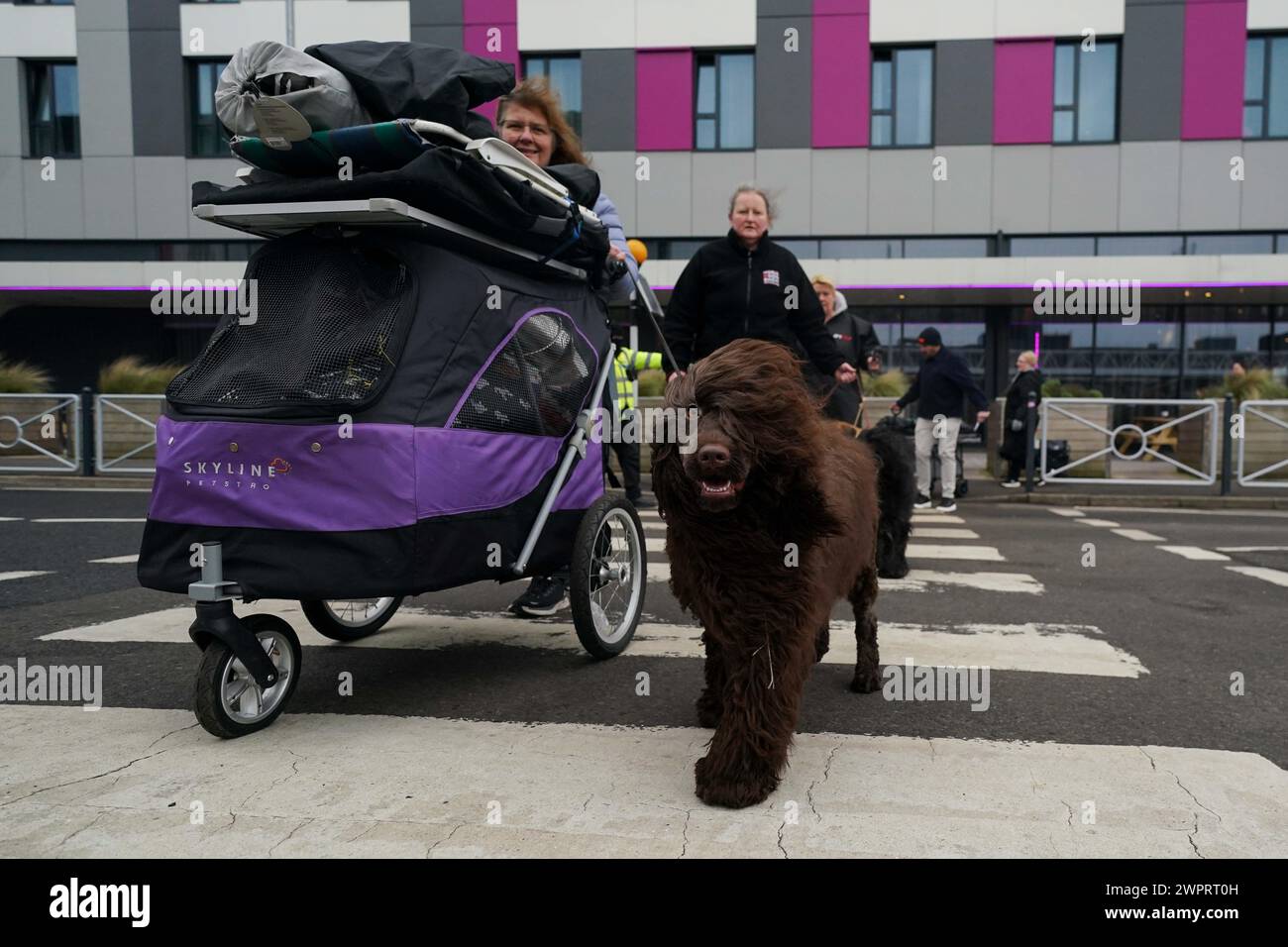 Spectacular Crufts 2026: Dogs Arrive For World Famous Show Background in 4K Spectacular Crufts 2026: Dogs Arrive For World Famous Show Background in 4K