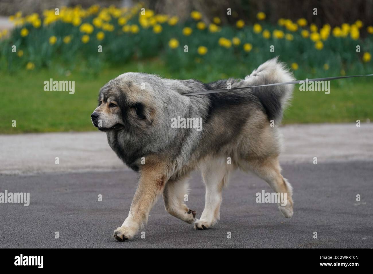 A Leonberger arrives on day three of the Crufts Dog Show at the