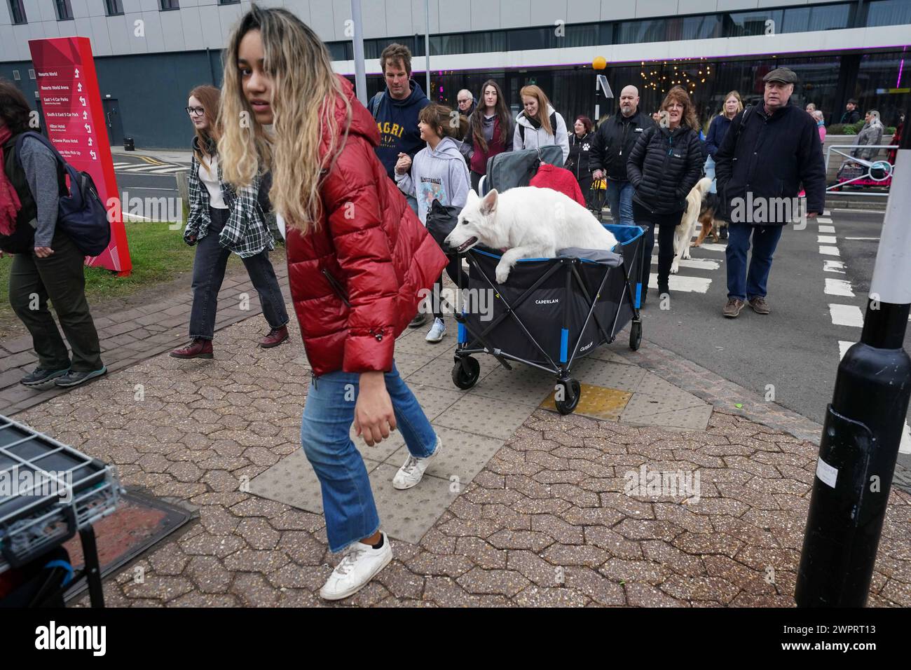 Gorgeous Crufts 2026: Dogs Arrive For World Famous Show Wallpaper for Desktop Gorgeous Crufts 2026: Dogs Arrive For World Famous Show Wallpaper for Desktop
