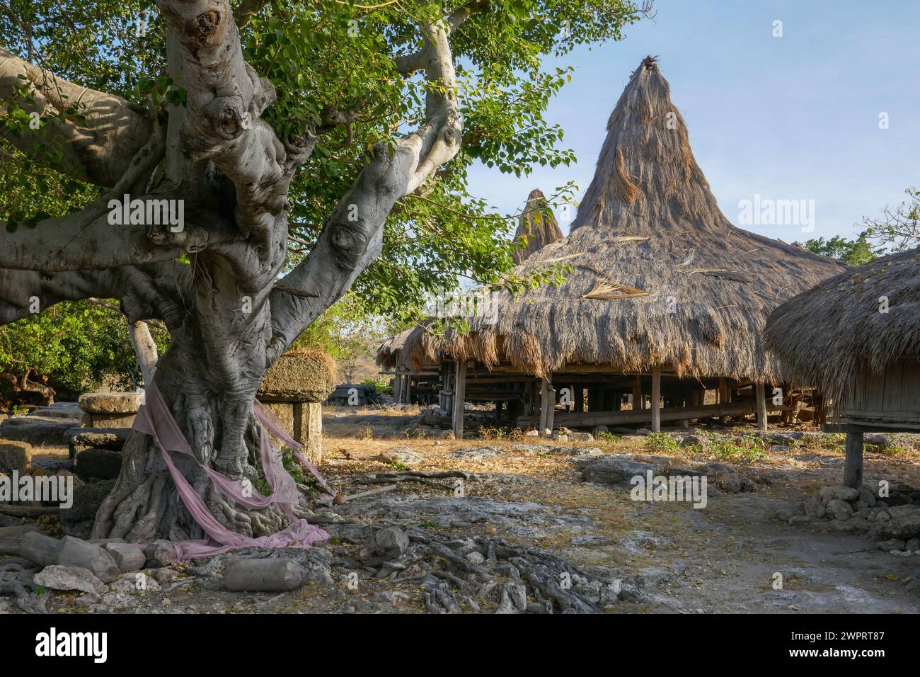 Landscape view of traditional house on stilts with thatched roof and gnarly pipal tree, Prai Liang village, Sumba, East Nusa Tenggara, Indonesia Stock Photo