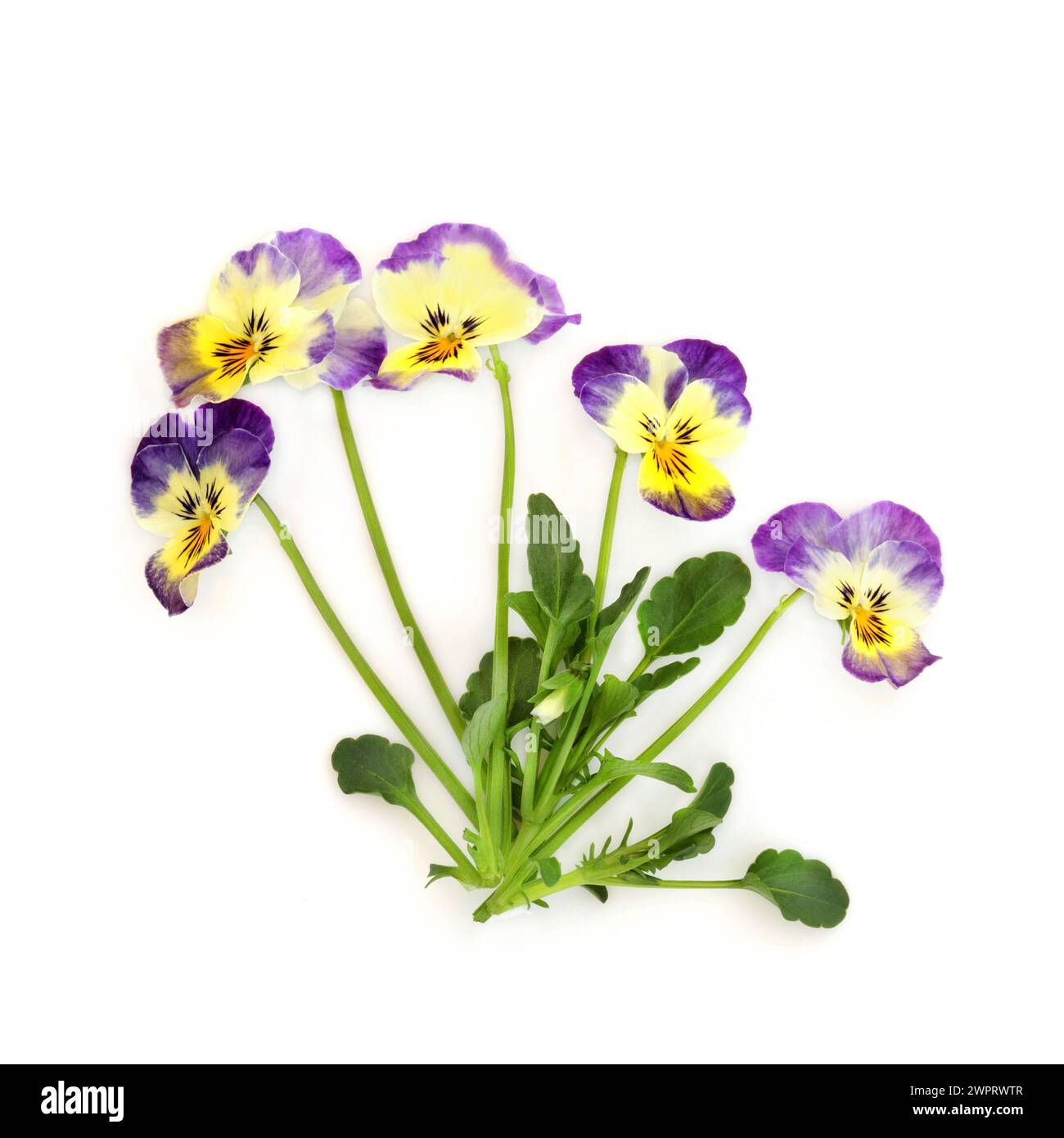 Purple yellow pansy flower plant Northern Lights variety on white