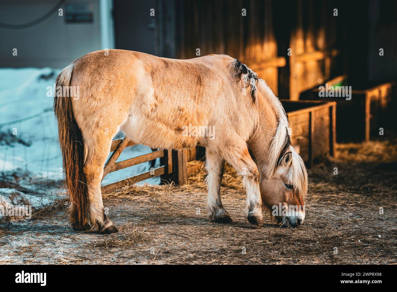 Stunning horse in the cold winter season in Finland Stock Photo