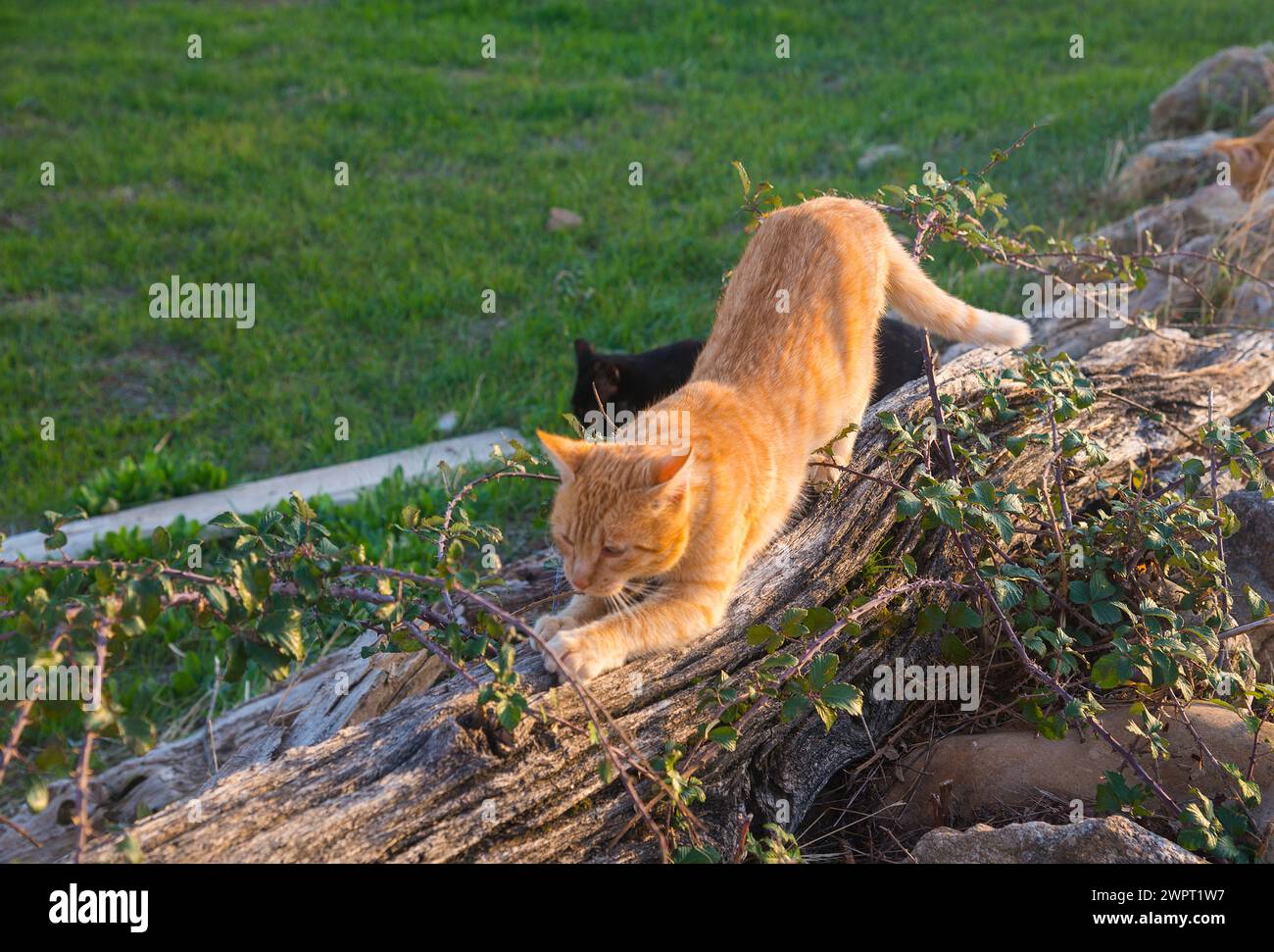 Orange tabby cat scratching a tree trunk. Stock Photo