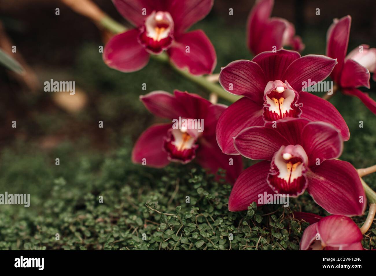 Wild pink bright orchids growing in nature, natural floral spring summer background Stock Photo