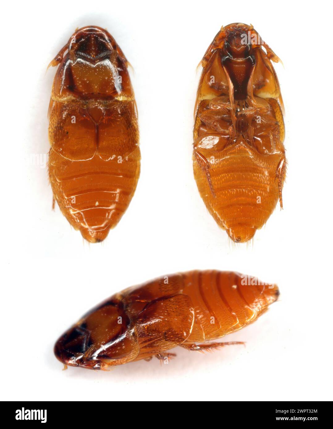 Beaver Beetle (Platypsyllus castoris). A beetle that lives in the fur of beavers. Parasite. Insect isolated on a white background. View from below. Stock Photo