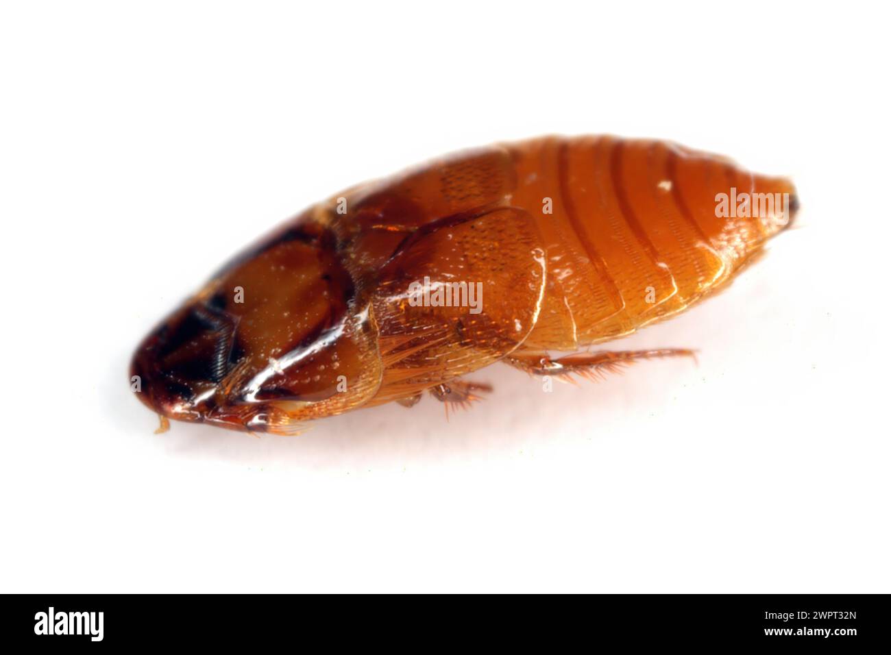 Beaver Beetle (Platypsyllus castoris). A beetle that lives in the fur of beavers. Parasite. Insect isolated on a white background. View from below. Stock Photo