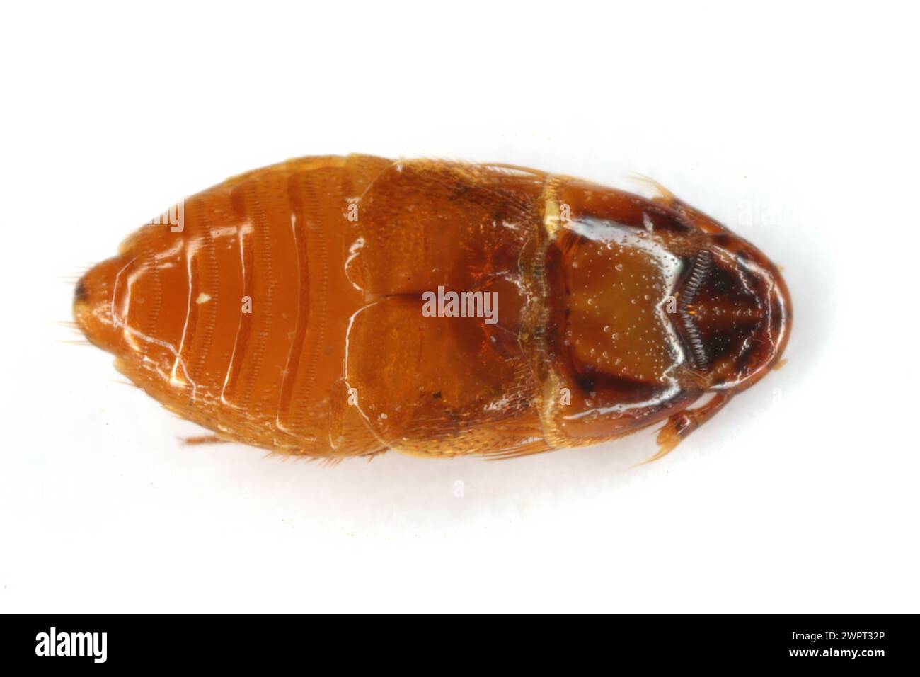 Beaver Beetle (Platypsyllus castoris). A beetle that lives in the fur of beavers. Parasite. Insect isolated on a white background. View from below. Stock Photo