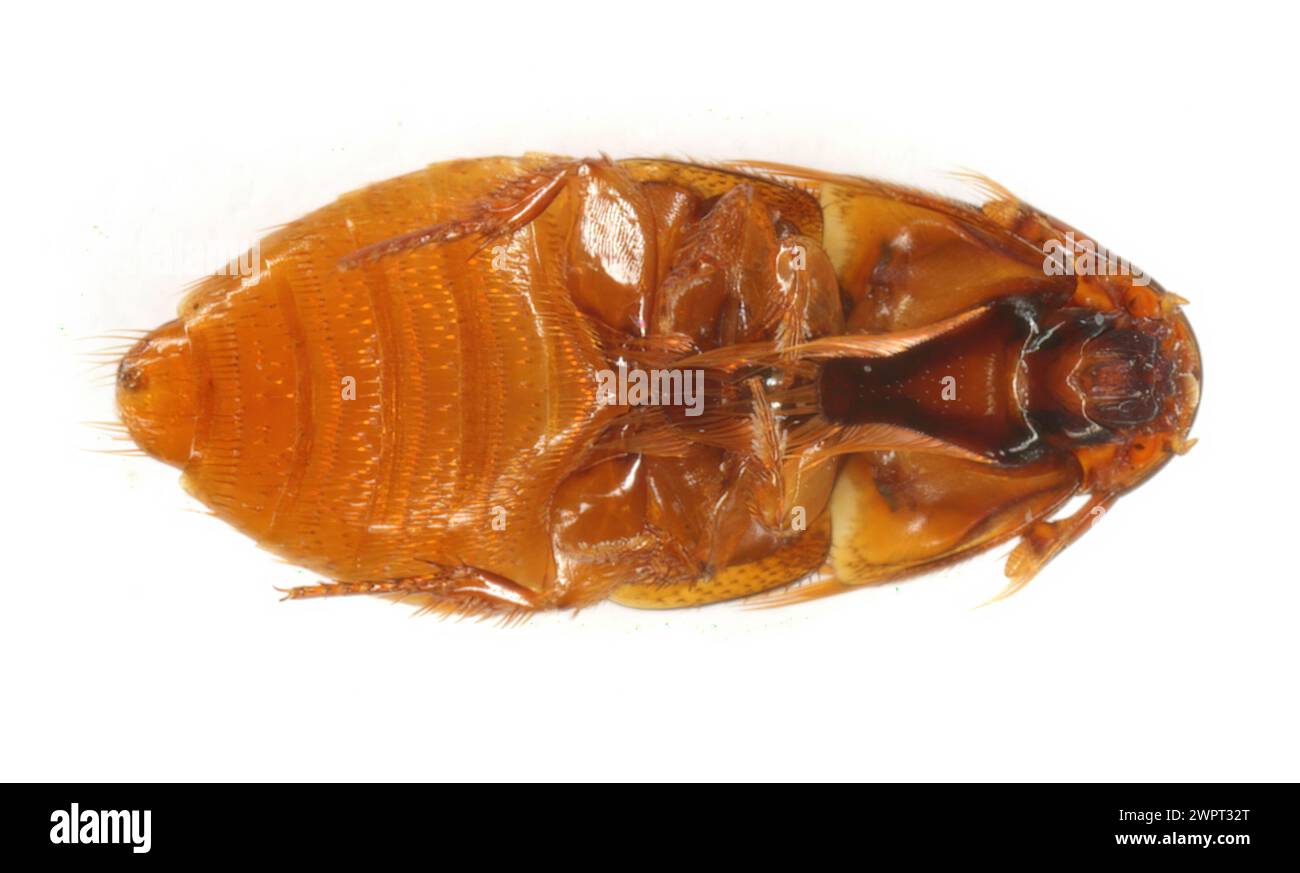 Beaver Beetle (Platypsyllus castoris). A beetle that lives in the fur of beavers. Parasite. Insect isolated on a white background. View from below. Stock Photo