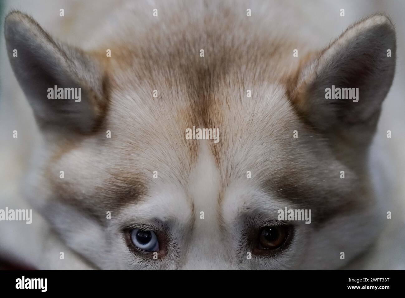 A Siberian Husky in their pen during day three at the Crufts Dog Show at the National Exhibition Centre NEC in Birmingham. Picture date Saturday March 9 2024 Stock Photo Alamy