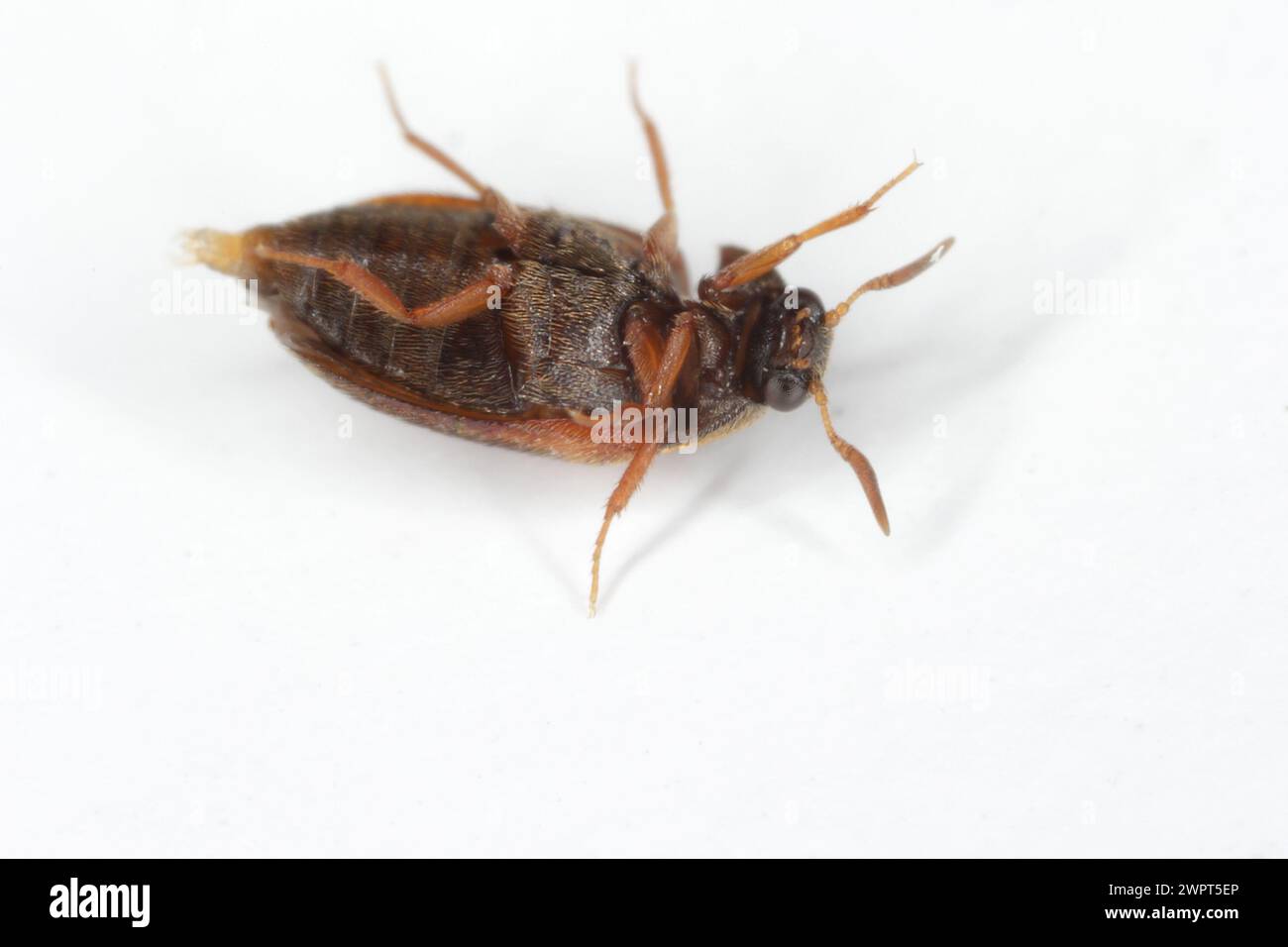 The brown carpet beetle Attagenus smirnovi Dermestidae family a synanthropic pest which lives in human homes and apartments. Stock Photo
