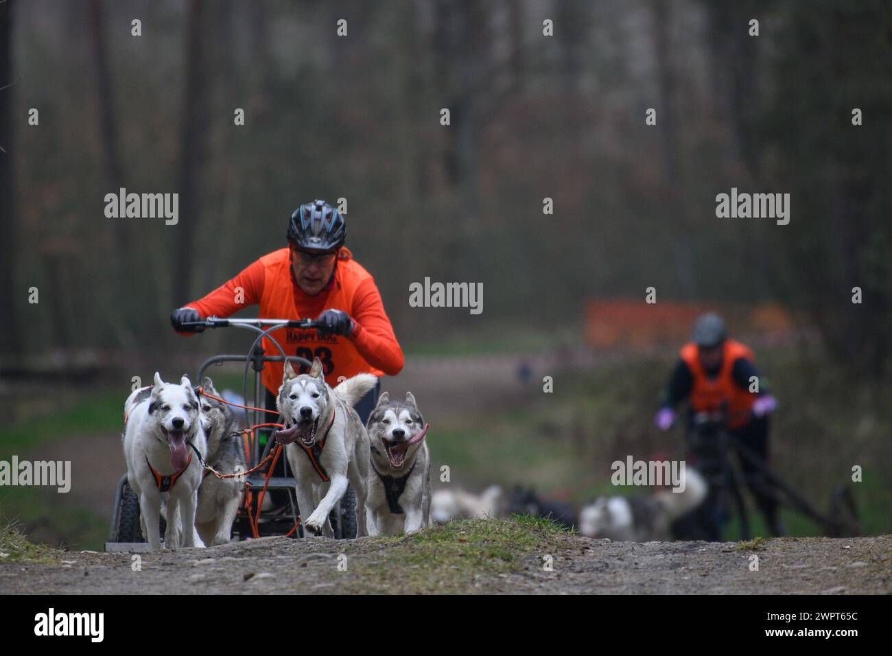 Apenburg, Germany. 09th Mar, 2024. A musher drives his team of sled dogs over a hill in the forest while being followed by another musher and his team. A sled dog cart race will take place there until March 10, 2024, as part of the German Championships. Credit: Klaus-Dietmar Gabbert/dpa/ZB/dpa/Alamy Live News Stock Photo