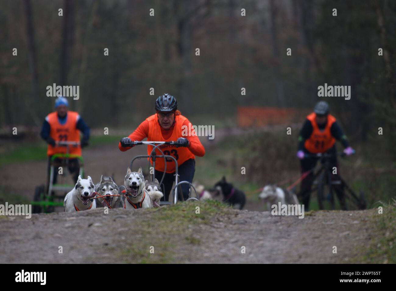 Apenburg, Germany. 09th Mar, 2024. A musher drives his team of sled dogs over a hill in the forest while being followed by other teams. A sled dog cart race will take place there until March 10, 2024, as part of the German Championships. Credit: Klaus-Dietmar Gabbert/dpa/ZB/dpa/Alamy Live News Stock Photo