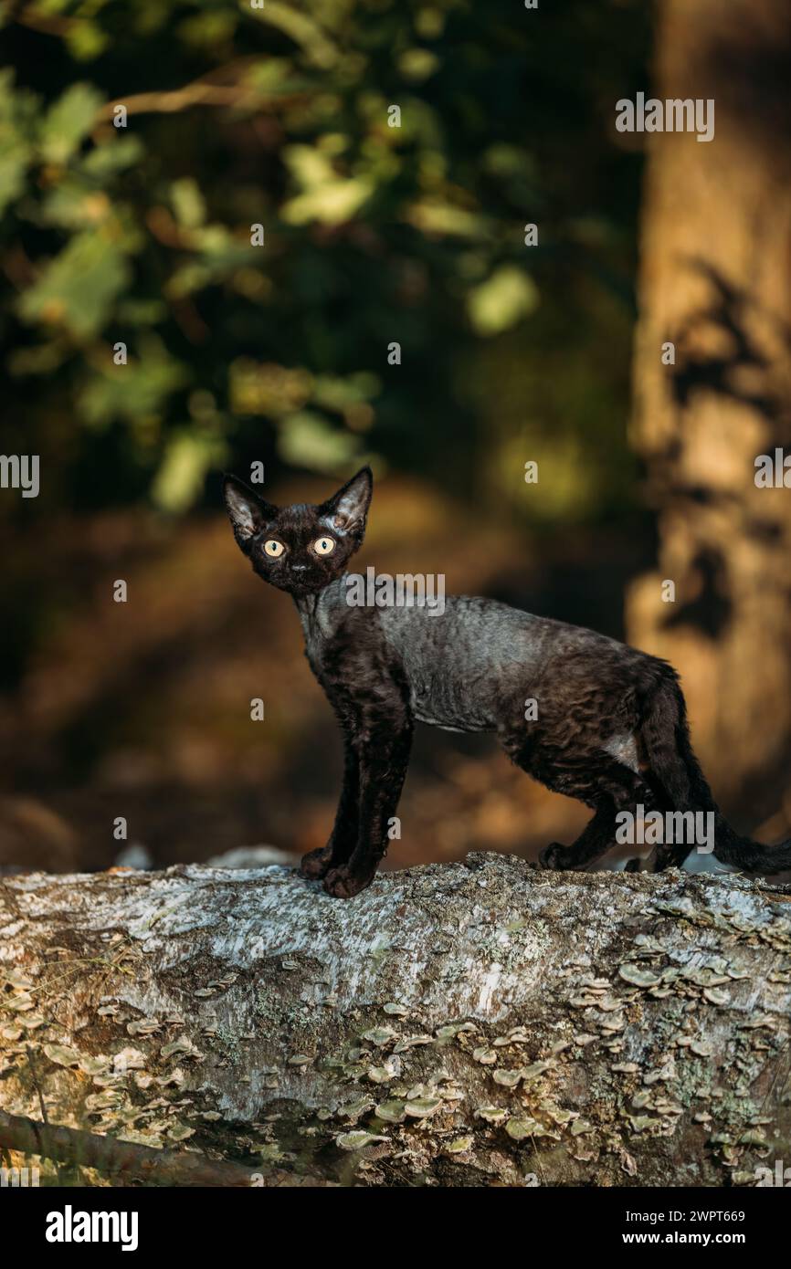 Cute Funny Curious Gray Black Devon Rex Cat sitting on fallen tree trunk in forest, garden. Obedient Devon Rex Cat With Cream Fur Color looking at Stock Photo