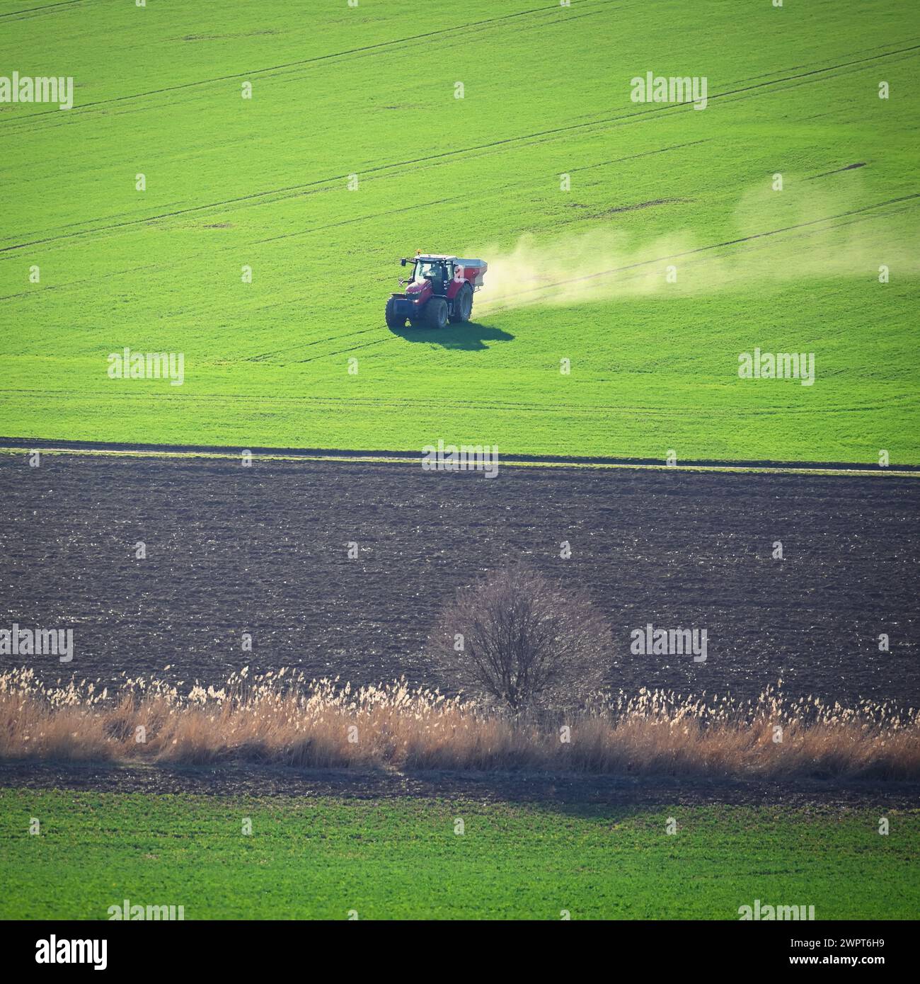 Tractor on the field in spring time. Green field in spring and tillage work. Concept for agriculture. Stock Photo