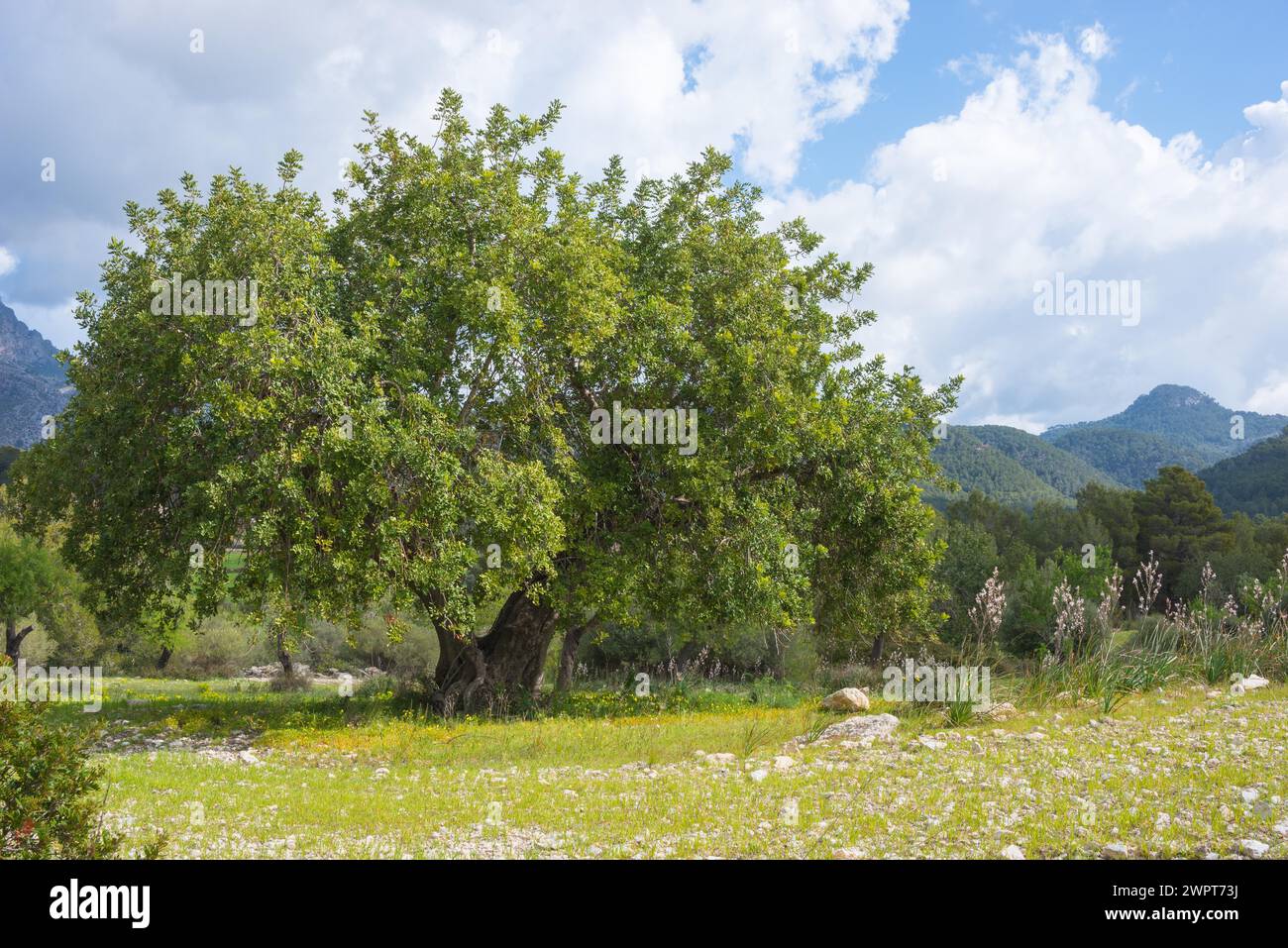 Holm oak (Quercus ilex) or holm oak, very old, solitary tree growing on a barren pasture with stony limestone soil and blooming flowers, affodill Stock Photo