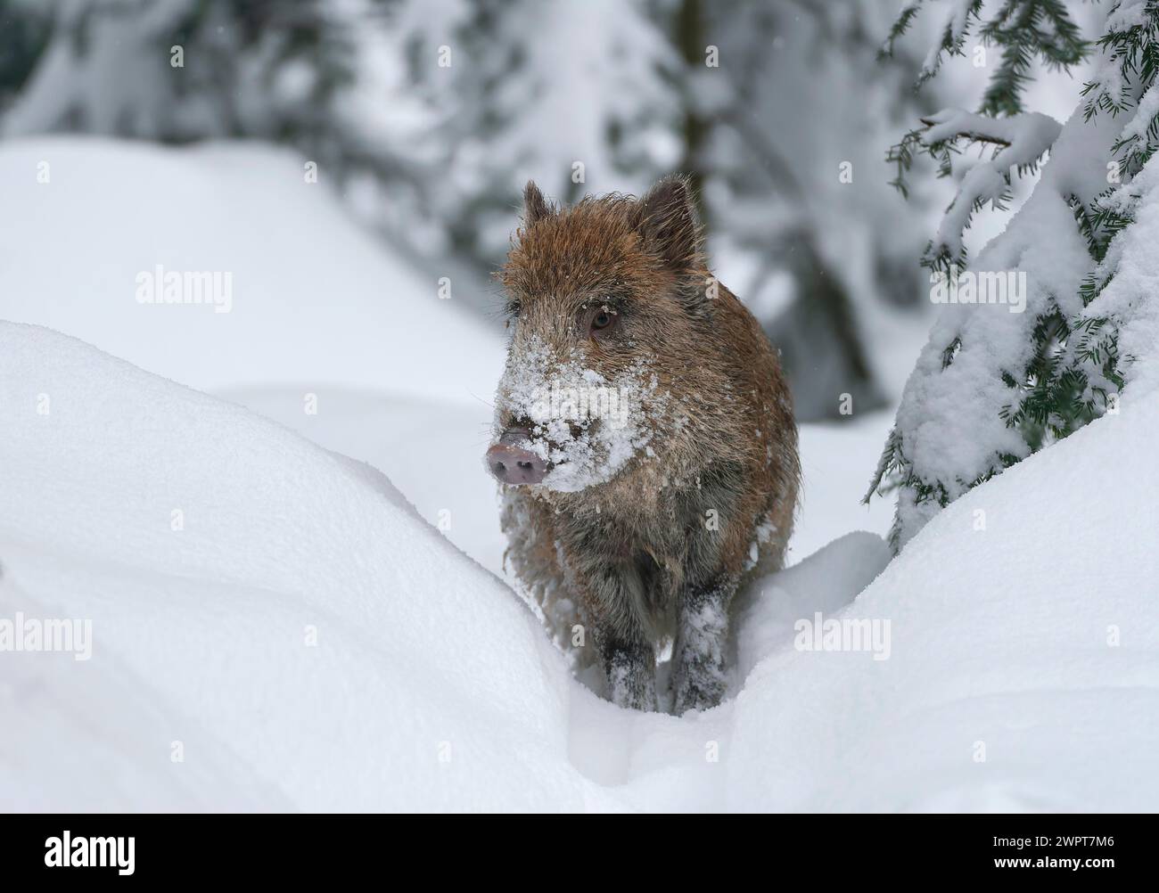 Wild boar, wild boar (Sus scrofa), young boar standing in the snow ...