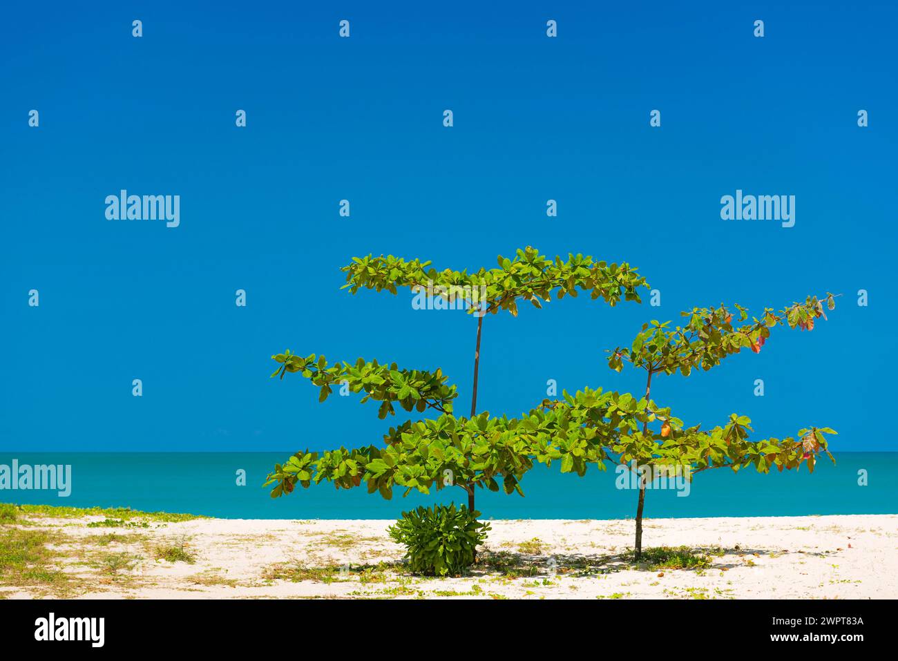 Rubiaceae on the beach of Khao Lak, beach, clean, clear, tree, bush, plant, nature, natural beach, holiday, travel, landscape, sea, ocean, weather Stock Photo