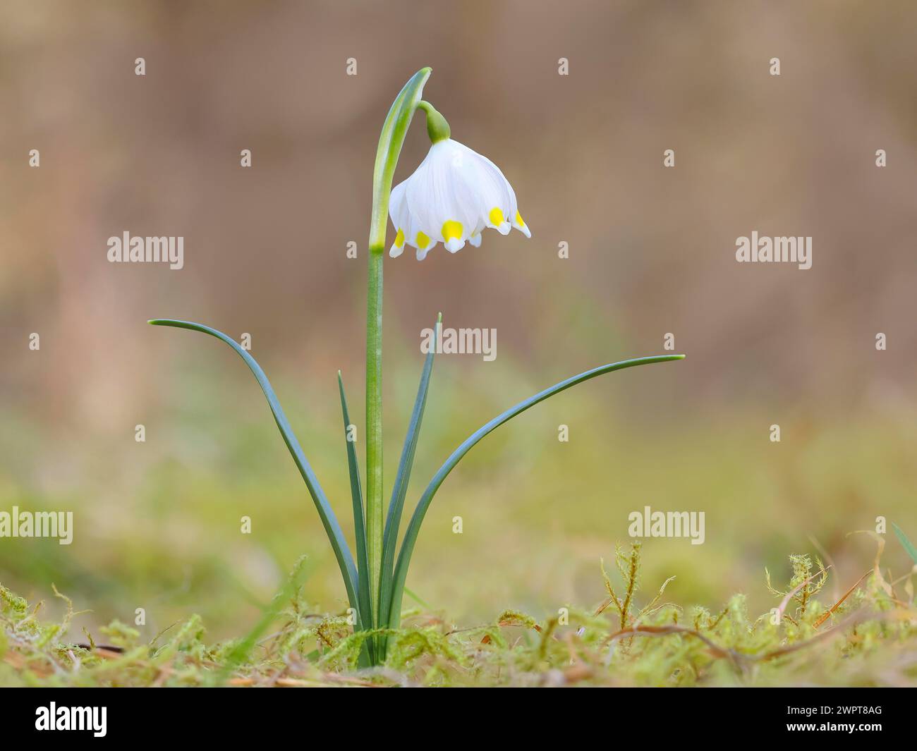 Spring snowdrop (Leucojum vernum), March snowdrop, March bell, large snowdrop. Amaryllis family (Amaryllidaceae), single plant flowering on forest Stock Photo