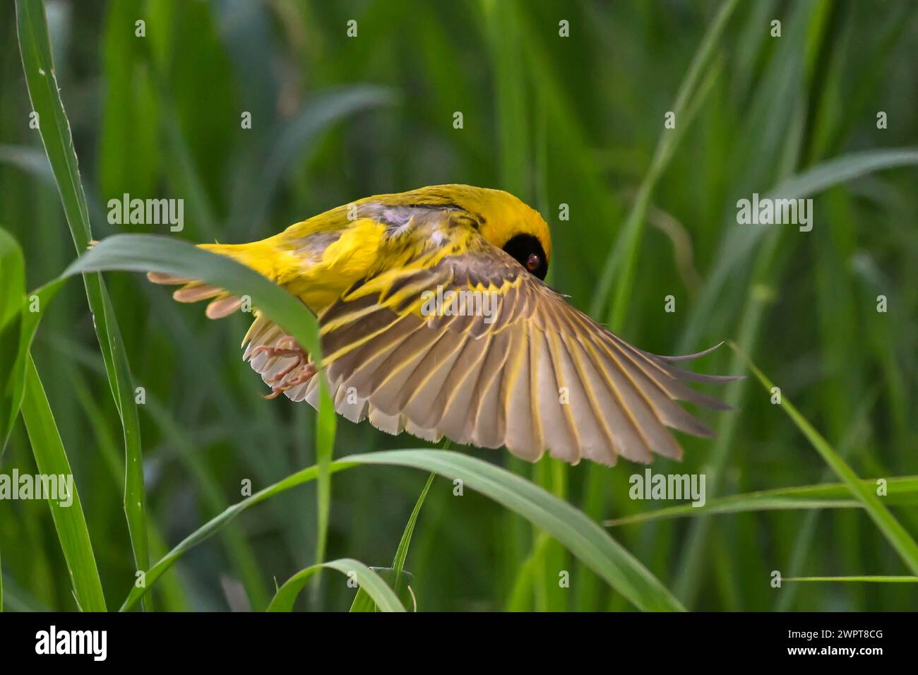 Southern masked weaver (Ploceus velatus) collecting nesting material, Madikwe Game Reserve, North West Province, South Africa, RSA Stock Photo