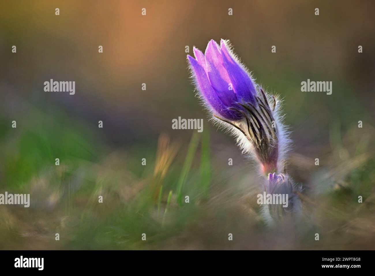 Spring background with flower. Beautiful nature at sunset in spring time. Pasque flower (Pulsatilla grandis) Stock Photo