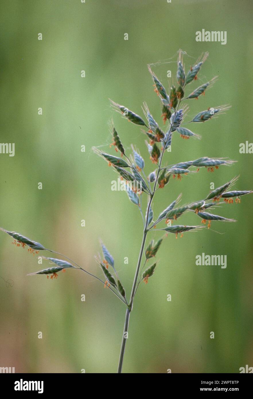 Close-up of a blade of grass with green blurred background in daylight Panicle grass Grass pollen Poa annua Stock Photo