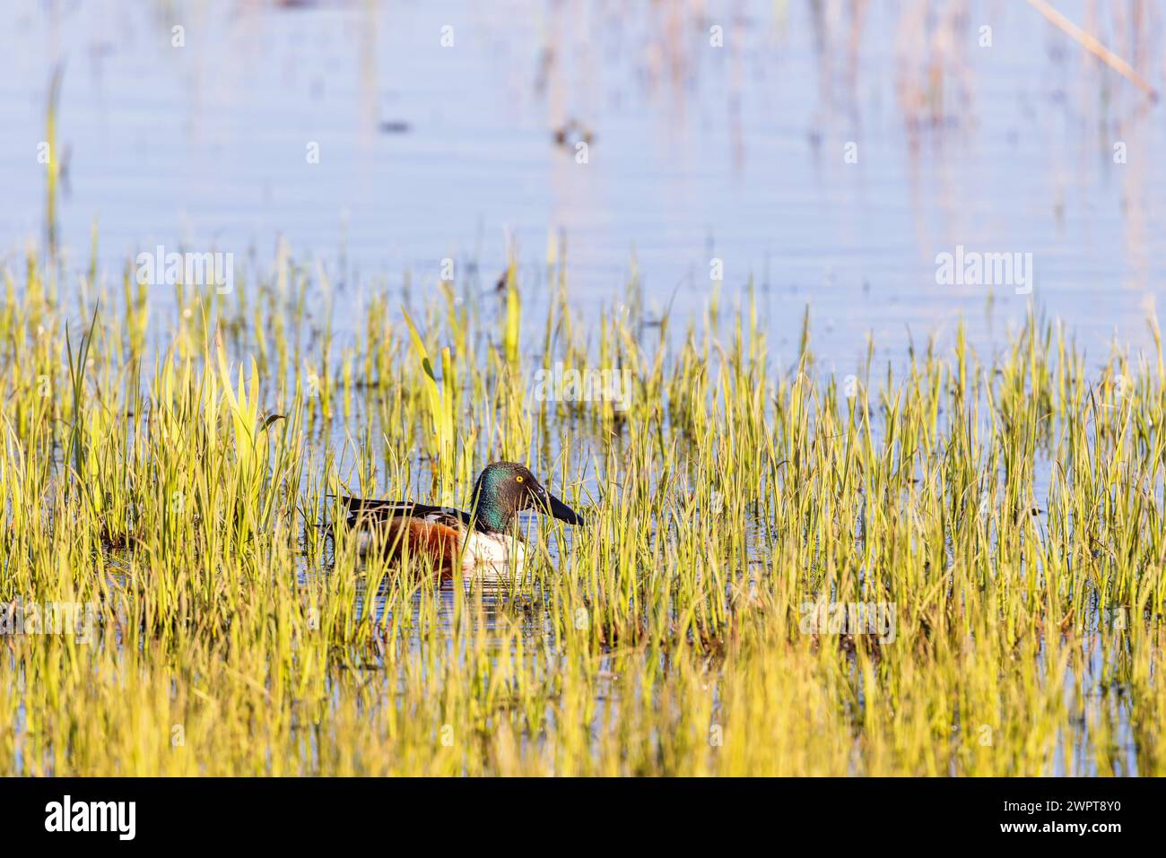 Northern shoveler (Spatula clypeata) swimming among green water plants by the lakeshore Stock Photo